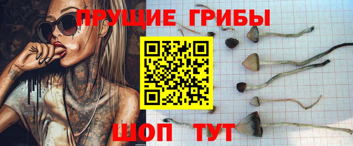 где найти   Галлюциногенные грибы MAGIC MUSHROOMS  Вход с VPN  Киселёвск 